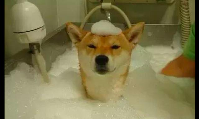 柴犬很享受泡泡浴，但泡沫放它頭上後馬上變臉了，狗：快弄乾淨！ 寵物 第3張