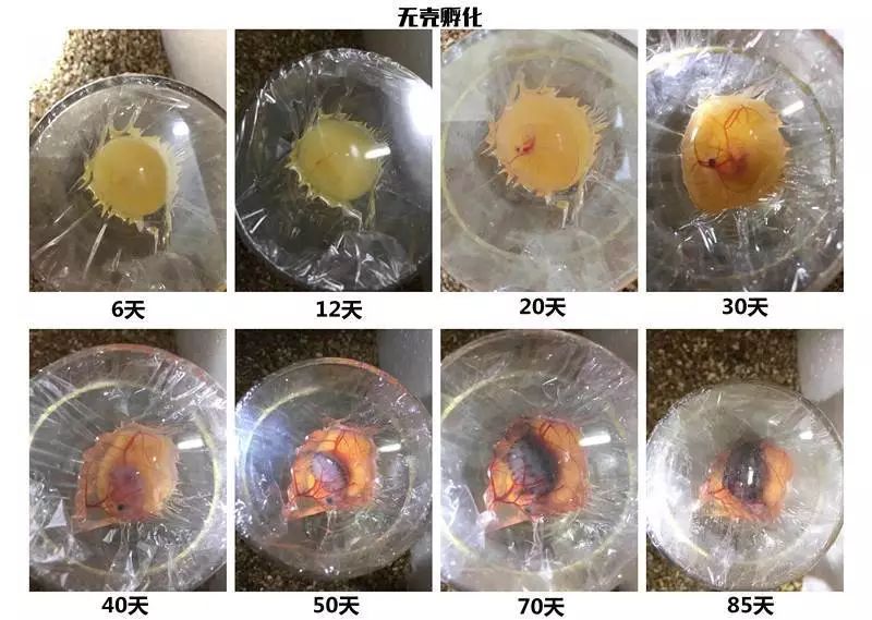 说到龟蛋受精,它也有阶段性的发育过程 受精蛋无壳孵化的初期分4个