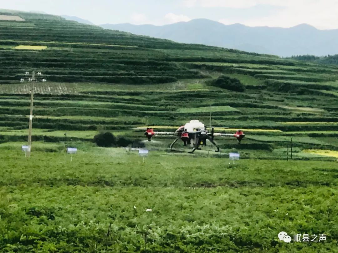 岷县万亩当归标准化绿色种植基地核心示范区首次启用无人机开展病虫害