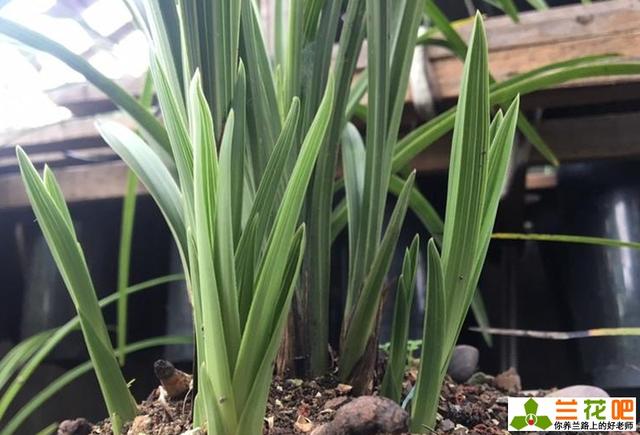 多肉怎么施羊粪 e71a210fe8634b45971a5562f99be516.jpeg