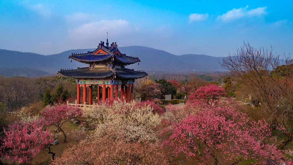南京梅花山天下第一梅山中国四大梅园之首种植梅花1800年