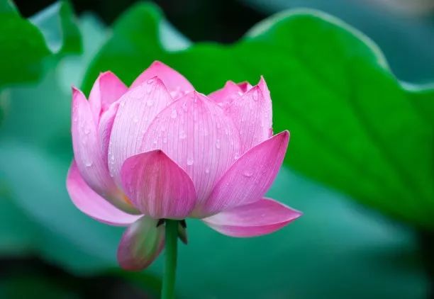 【周读】一剪浓夏时光, 醉心清宁