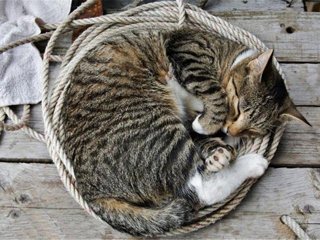 怎么看小猫有没有猫传腹 085ac35b2bc44785847ecf1fe38ab3dd.jpeg