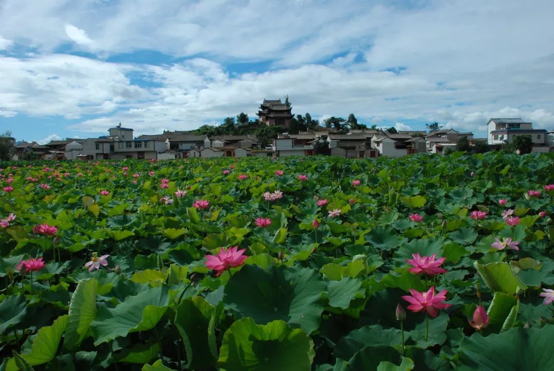 词穷式提问异龙湖荷花是什么神仙颜值