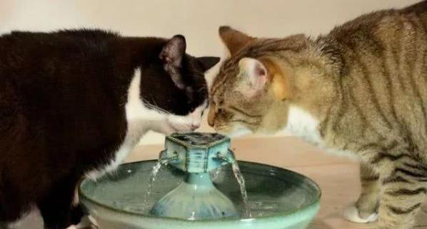 普贝斯:夏季养猫大法交给你 sbf胜博发官方网站