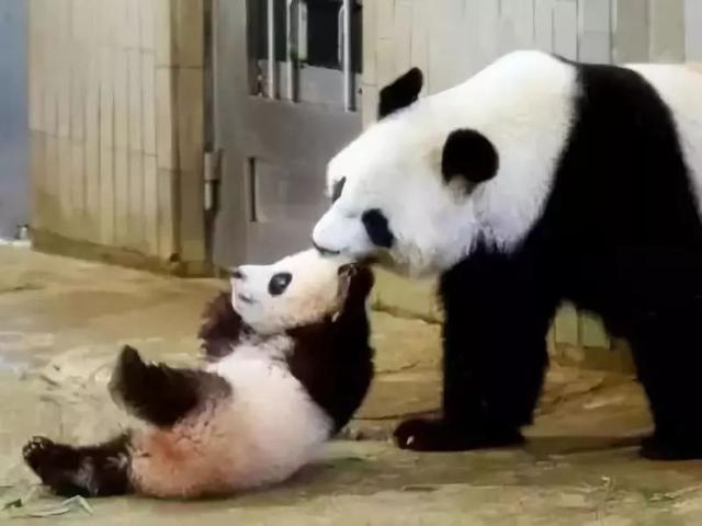 GDP外交部熊猫表情_熊猫表情包(2)