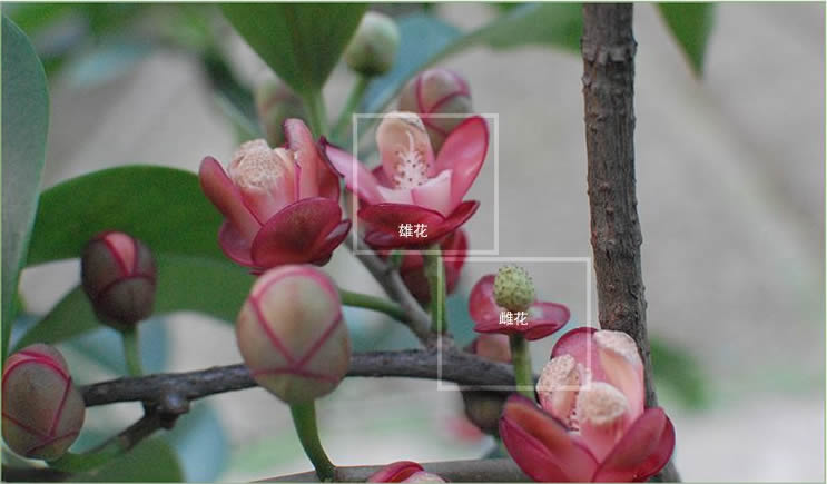 首先我们要知道布福娜是雌雄同株的,那么想要结果,你的果树必须同时有