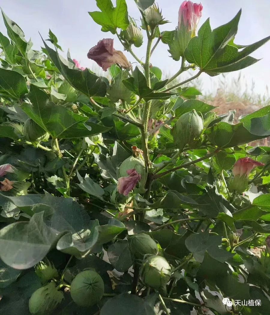 原创2019年棉花盛花期氮磷钾施肥建议