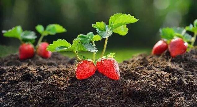 怎么种草莓教学 36c61e68be3147c890e345c01c0968de.jpeg