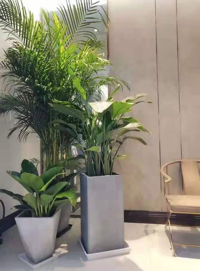 比较长一点不占空间的绿植 3b9c663a2b0e426f997f0a08e5260344.jpeg