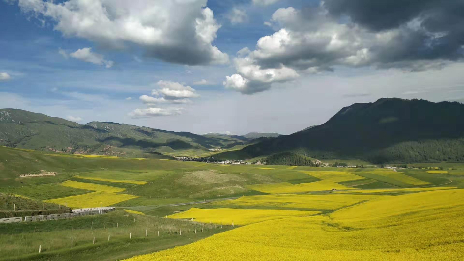 中国最美旅行地青海卓尔山蓝天白云油菜花