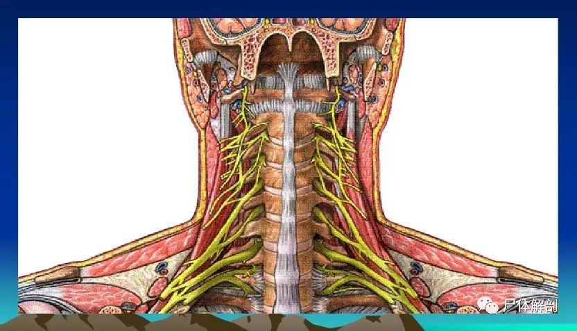 【图解】颈椎精细解剖--颈椎病
