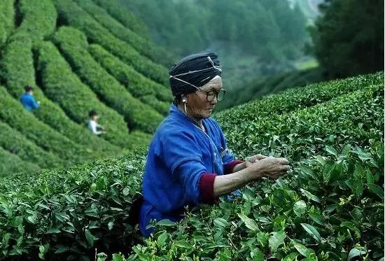 茶叶种植管理技术和施肥方法_茶叶种植_茶叶种植条件/