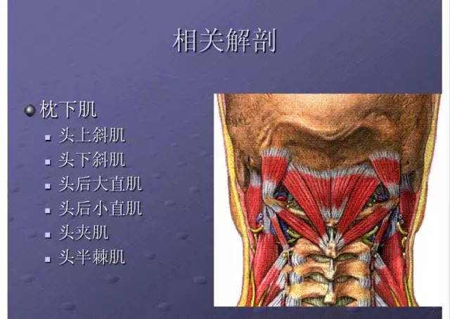 颈部肌肉解剖