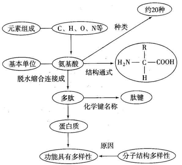 蛋白质的主要反应原理是什么_蛋白质三级结构是什么