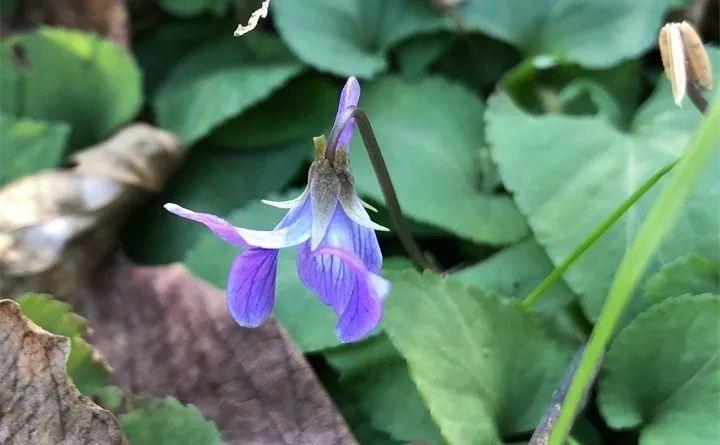 婆婆丁是苦碟子吗 6bf0e50b0e8e41f9b2ffcb62b7bb3b6c.jpeg