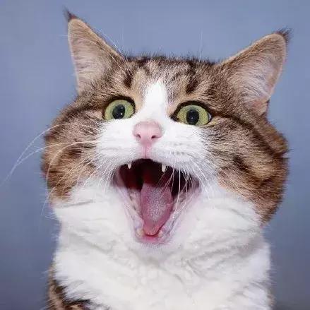 最励志的猫:童年遭虐待致残,却乐观开朗活成了行走的表情包