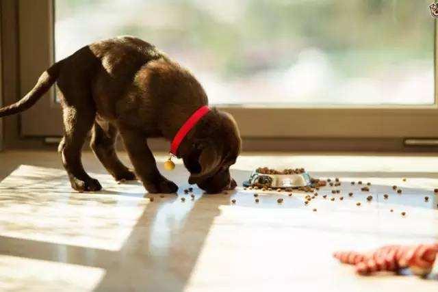 怎么看小狗狗有没有吃饱 70db3a1f86974d13bc4bc203b1c20335.jpeg