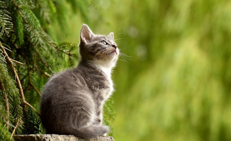 猫咪得了猫藓不要慌,这样做就可以了 盈丰国际娱乐备用网址