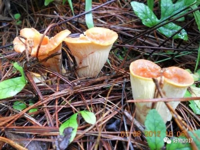 云南野生菌大全好吃的35种野生菌你认识多少