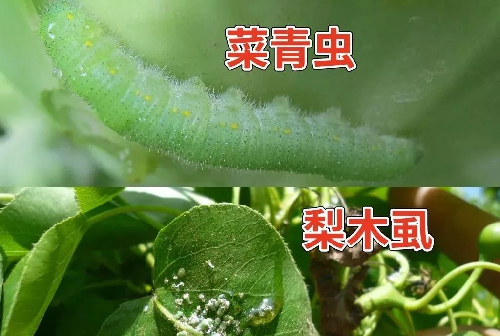 对小菜蛾,菜青虫,甜菜夜蛾,梨木虱等害