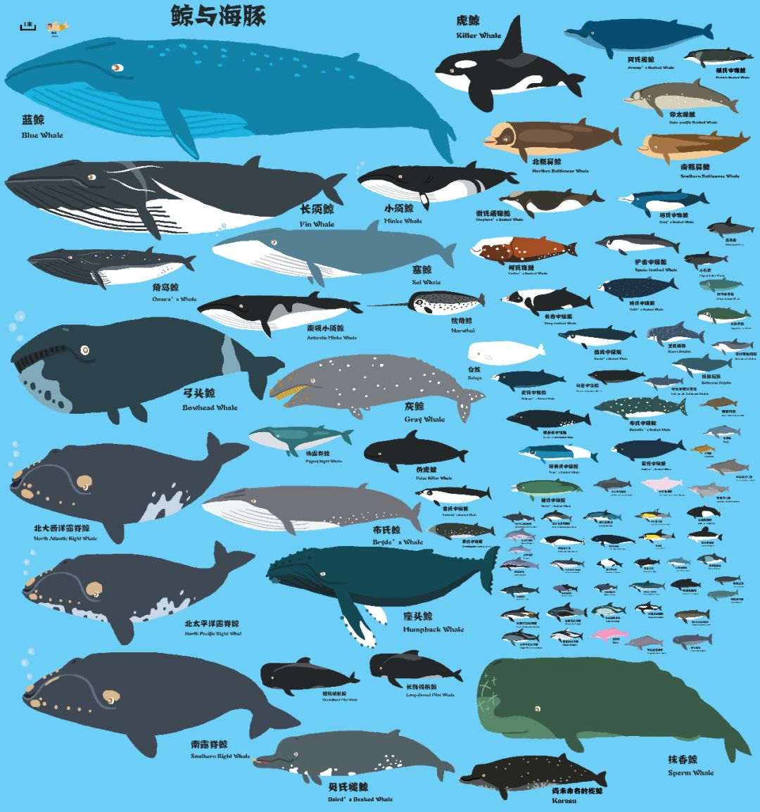 向量集合不同类型的鲸鱼:蓝色，逆戟鲸，虎鲸，抹香鲸，sei，右，白鲸和独角鲸。白色背景上的海洋生物插图插画图片素材_ID:407266326-Veer图库