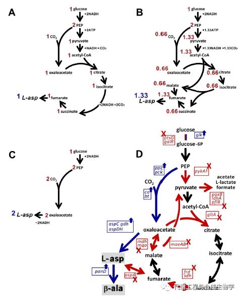 天冬氨酸生物合成的直接前体是草酰乙酸或延胡索酸,二者都是tca循环