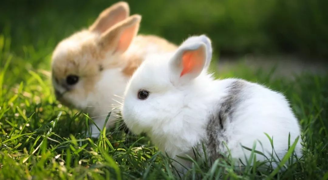 兔子猜一成语是什么成语_属兔生肖配对姻缘