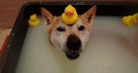 86c6dd2883724824b7419621d11e8d9f.gif