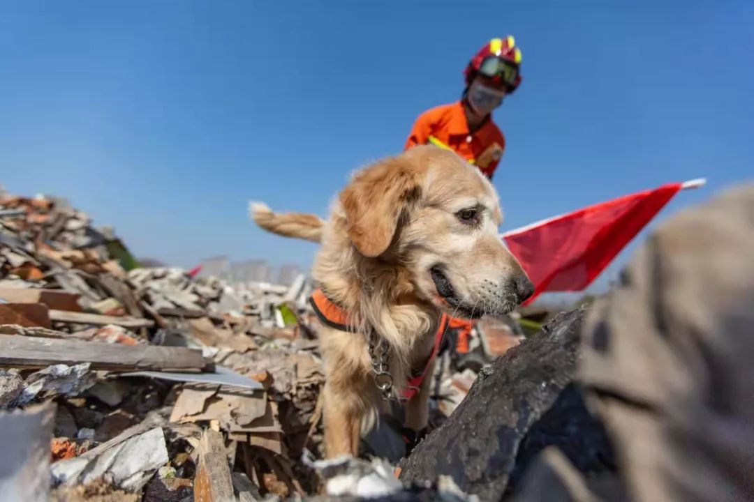 揭秘!神勇的消防搜救犬是如何炼成的