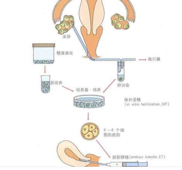 冻胚五天的好不好