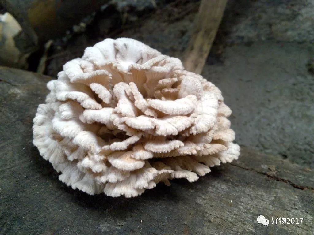 上海野生菌 裂褶菌（白参） - 知乎