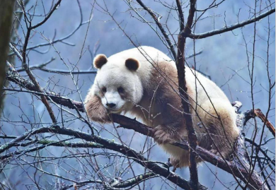 熊猫的特别之处 94dae96e46fc4c6c899d72c7c4863180.png