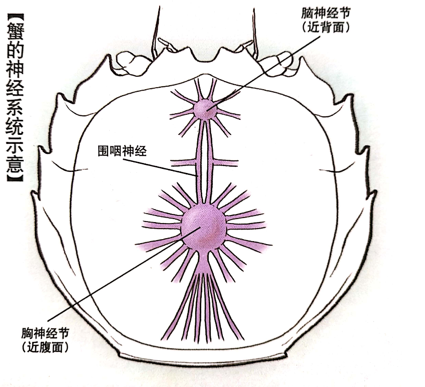 所以脑部神经掌控着大闸蟹的视觉信号,触觉信号和皮肤感觉,生长.