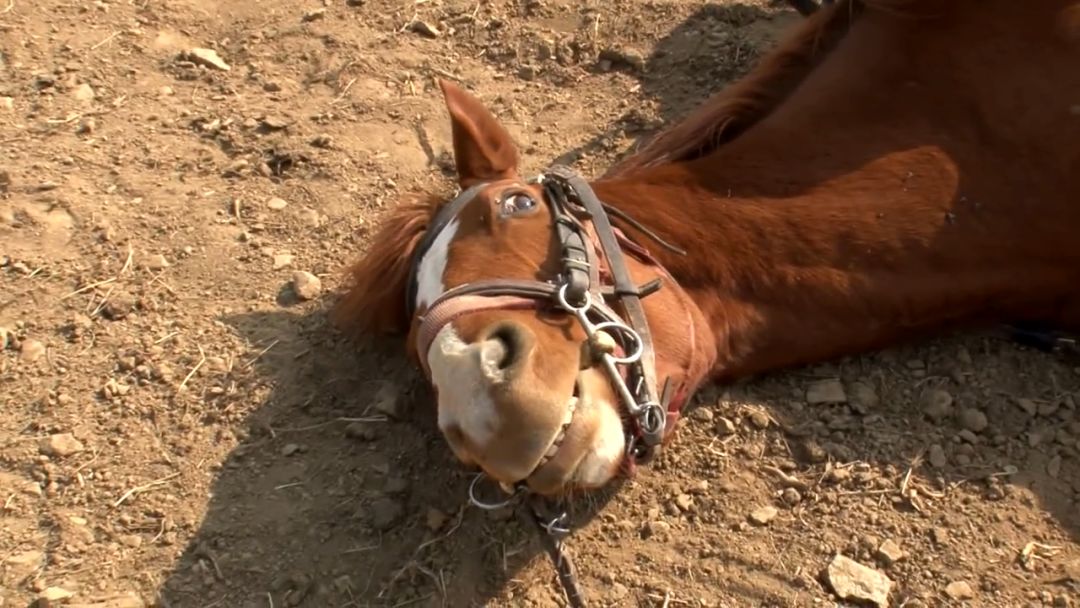 奇葩动物说:世界上最有心机的马,想骑?就装"死"给你看
