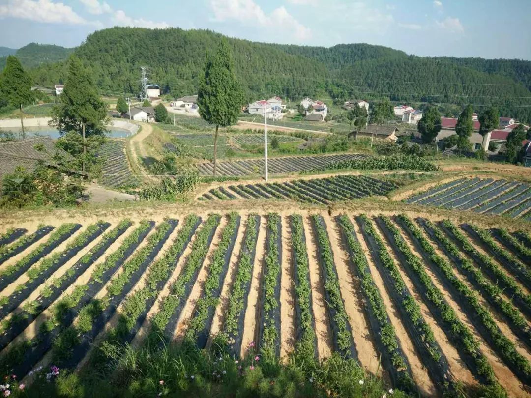 岳东丹参种植基地