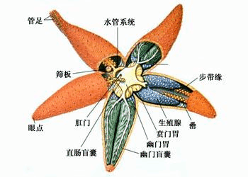 海星能利用自己的身体洞察一切.