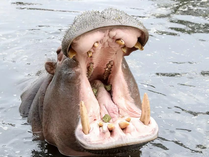 有36-40颗超大的牙齿,雄性河马的犬齿长度可达50厘米