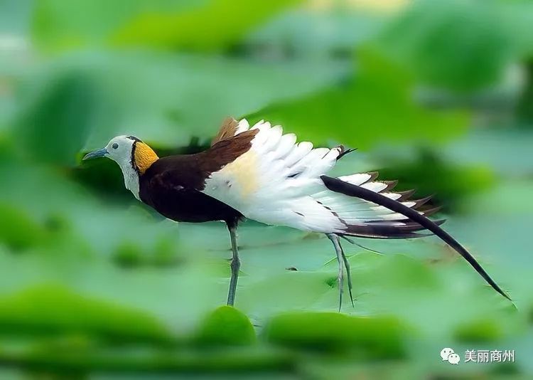 【影像商州】商州又发现罕见鸟种——凌波仙子