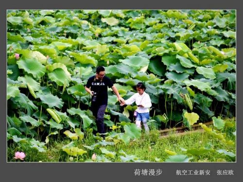 航空工业定点扶贫普定水井村荷花节摄影展