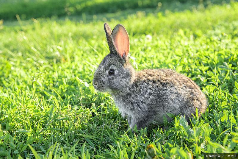 最简单的养兔 b7f078bf001d4eb9ac719164046d8423.jpeg