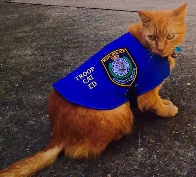 怎样抓老鼠和消灭老鼠 c230ed6b225d4936bdea8503dc7f4542.jpeg