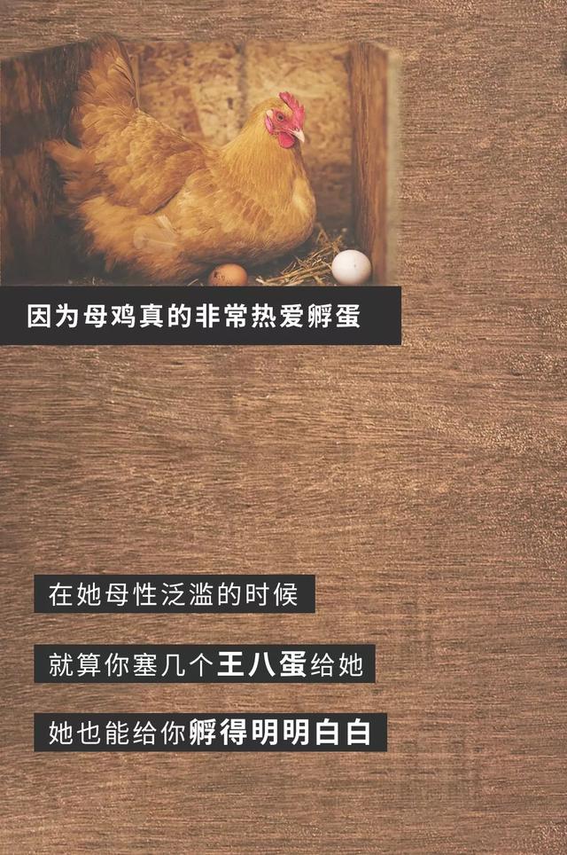 鸡究竟有多美？