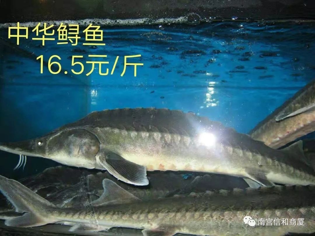 中华鲟鱼