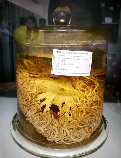 比如中国克隆之父童第周先生的童鱼标本,世界上只有两号的盲鼬鳚,神似