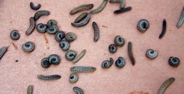 虱什么氧成语_成语口中蚤虱图片(3)