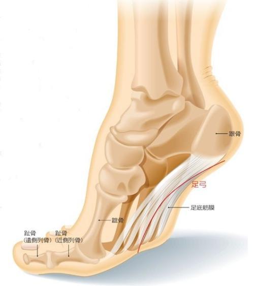 足部骨骼 而且不仅仅是人字拖,拖鞋普遍存在一个问题:不跟脚.