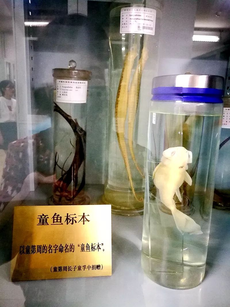 比如中国克隆之父童第周先生的童鱼标本,世界上只有两号的盲鼬鳚,神似