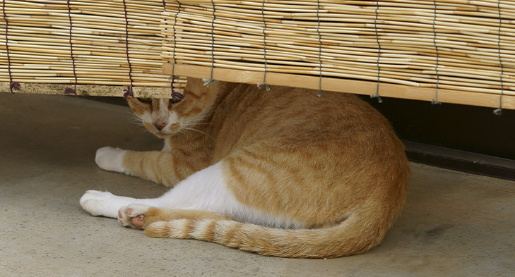 貓咪避暑只需要冷氣機？由內而外的散熱，才是主子們最舒服的方式 寵物 第2張