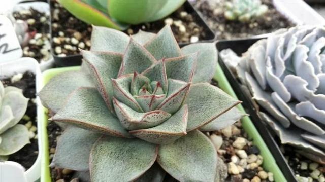 多肉如何度夏高温 00b032a63a66418cbf8012a5d8a044f4.jpeg